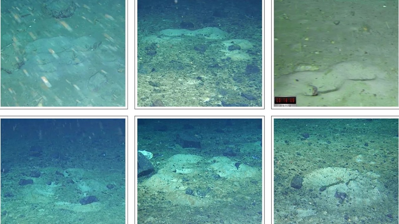 FMS: Подводный робот снял загадочный «город рыб» в антарктических водах