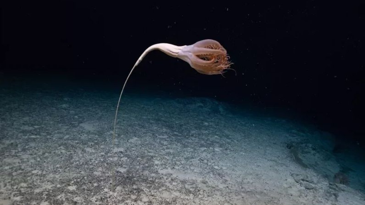 Учёные обнаружили и сняли на фото новых глубоководных существ на дне океана