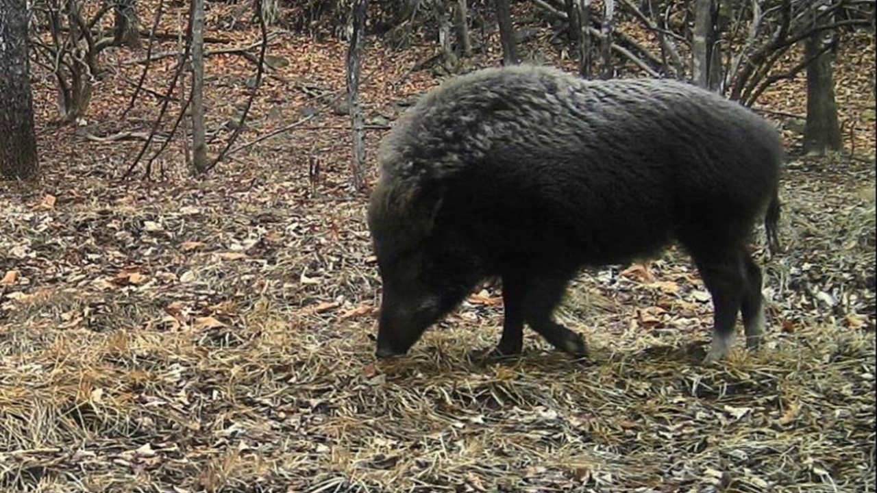 Кабана с необычным окрасом ног впервые сняли на фото в Приморье