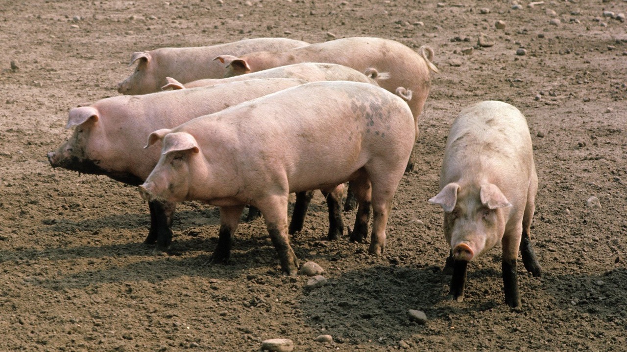 Российские штурмовики обошли минное поле благодаря поросенку