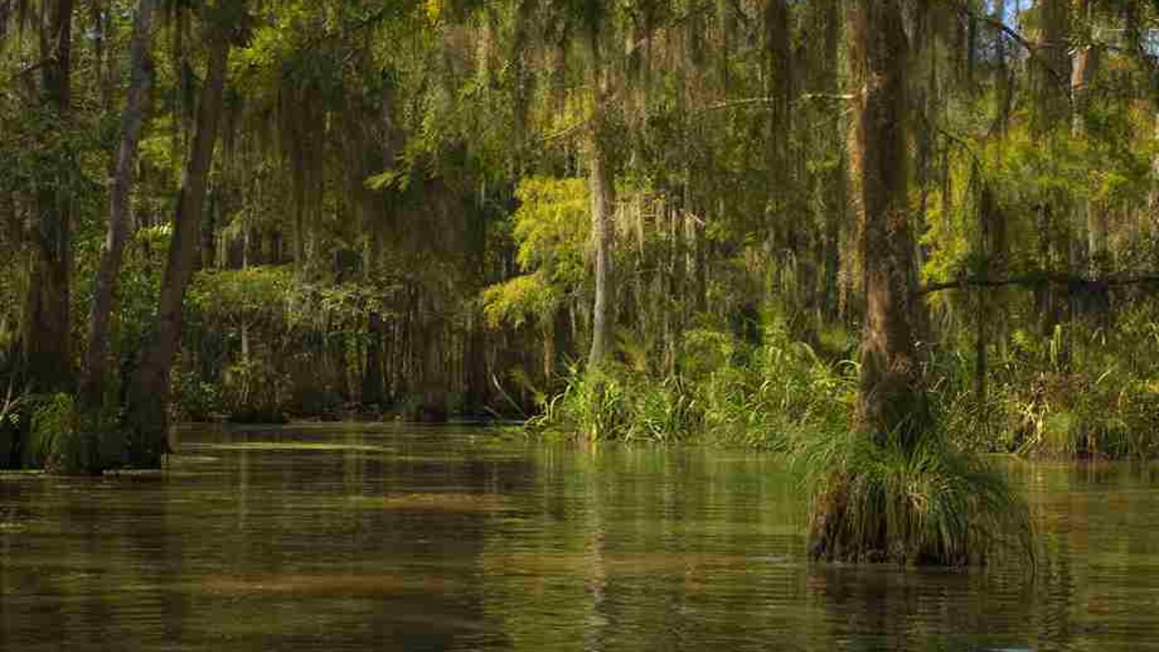 Учёные раскрыли, почему болота теряют способность сдерживать перегрев климата