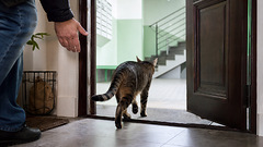 Кошка выбегает за дверь, хотя дома у неё есть всё: причиной может быть вовсе не жажда свободы